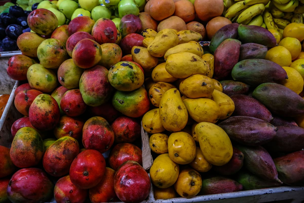 Mango gana terreno como alternativa de reconversión agrícola en el Valle del Yaqui, aunque su adaptación aún limita la expansión