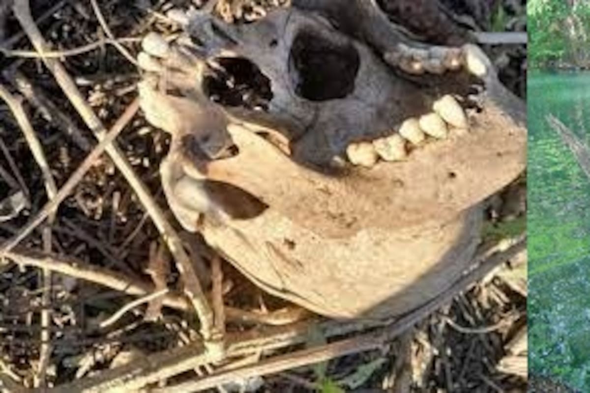 ¿Huesos humanos o rituales de brujería? hallazgo en un río de Allende causa revuelo en TikTok