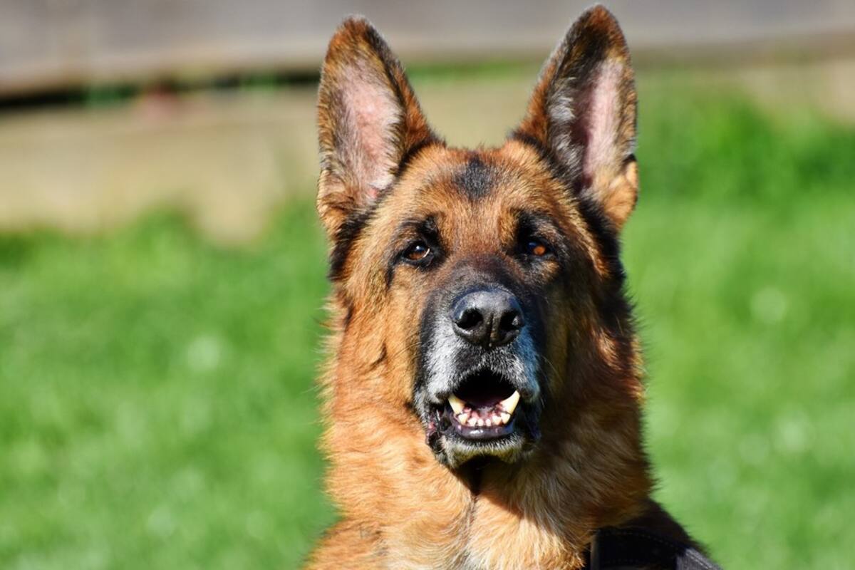 Perros salvan a una mujer al detectar que tenía cáncer