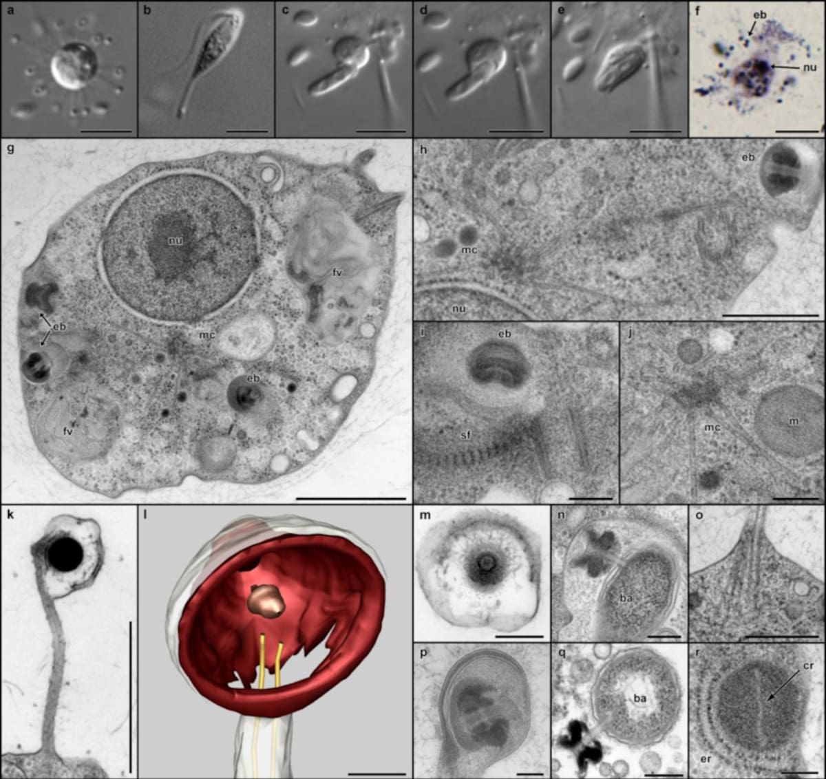 Morfología y ultraestructura de Solarion arienae. Foto: Nature.