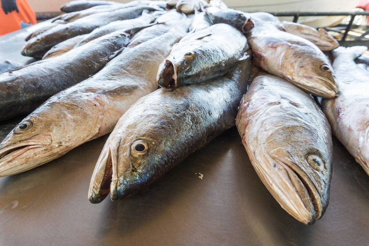 Inicia veda de curvina en el Golfo