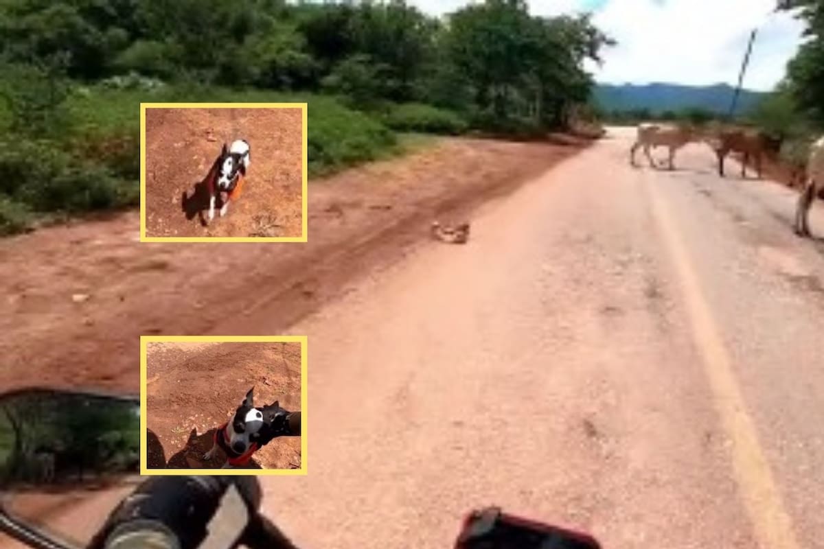 Video: Chihuahua se viraliza tras saltar de moto en movimiento para pelear contra varios toros