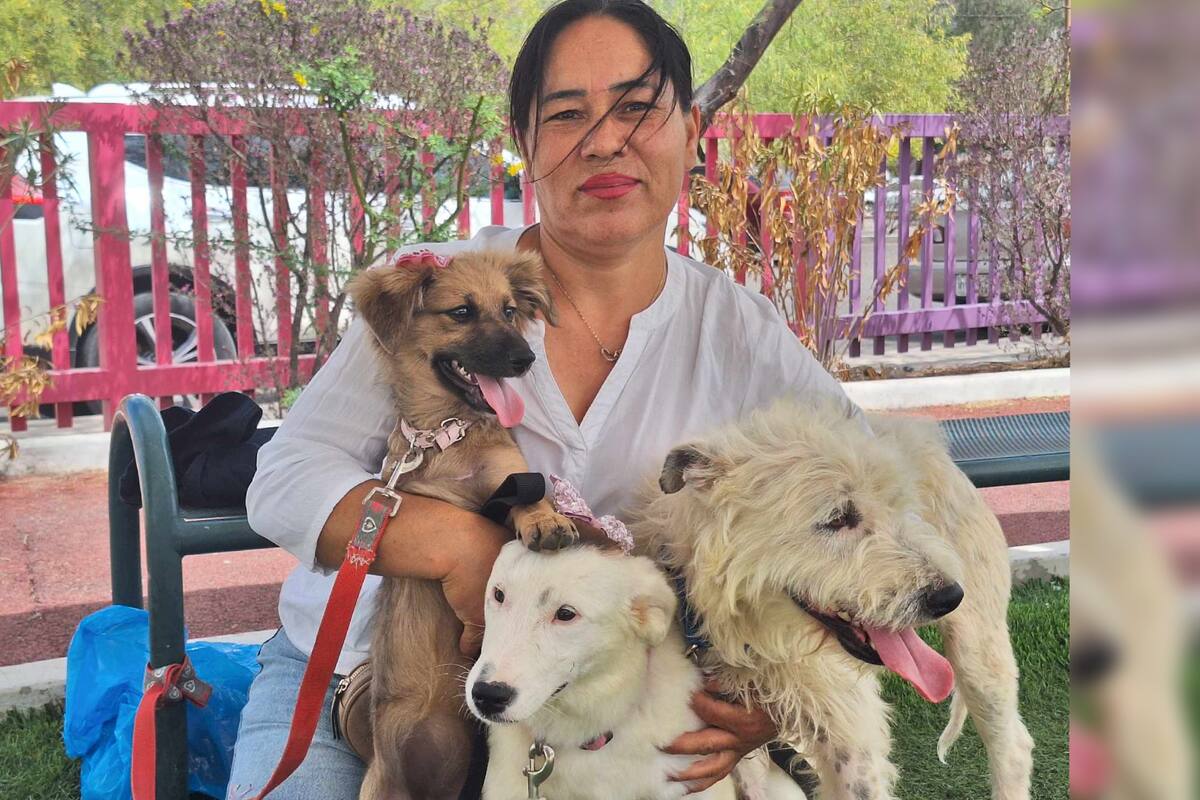 Hogares temporales de mascotas piden apoyo para el cuidado de los animales