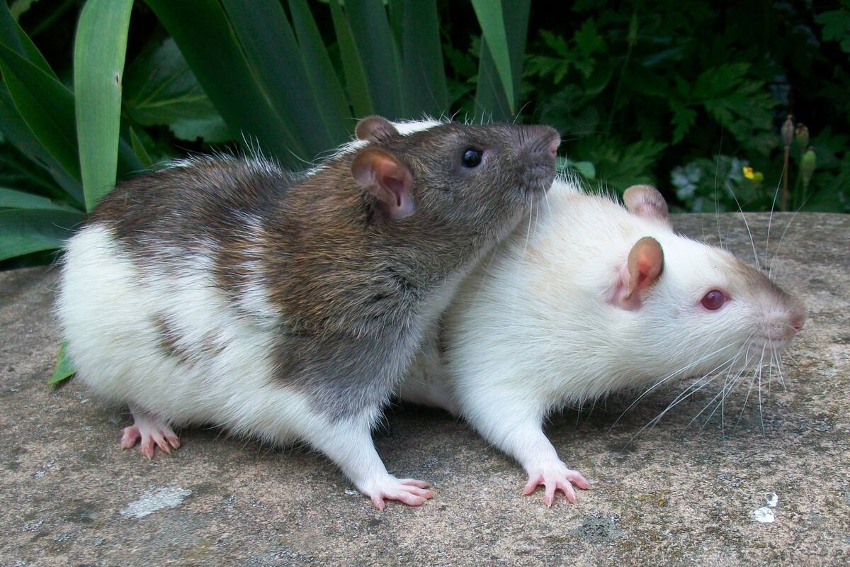 El veneno para ratas puede contener sustancias altamente peligrosas que afectan el sistema nervioso y la coagulación de la sangre.
/Foto: Canva