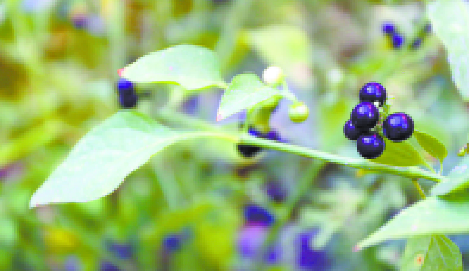 Yolanda Butrón tiene ya varios años de fomentar los huertos urbanos.