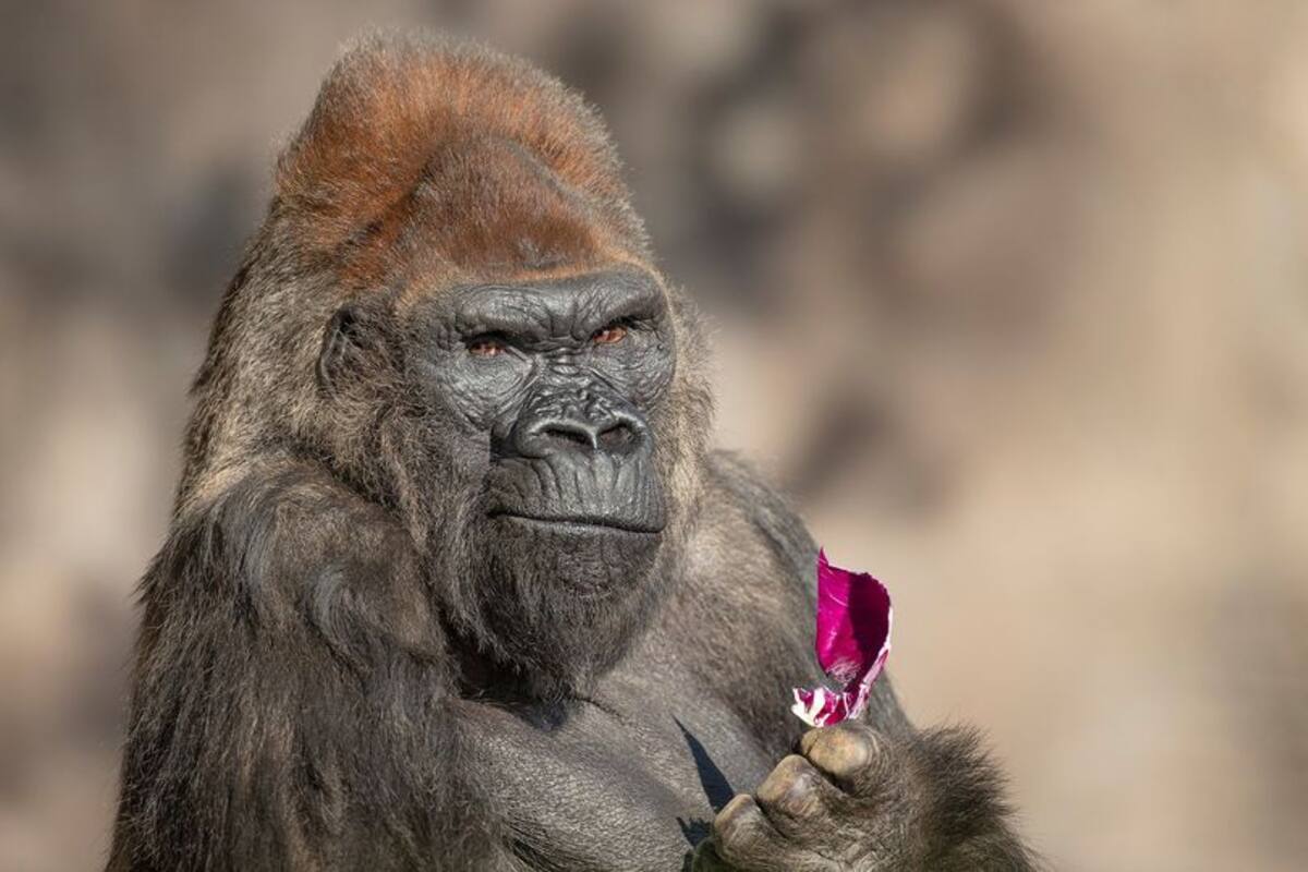 Winston, el gorila famoso del Zoológico en San Diego, es sacrificado por problemas de salud