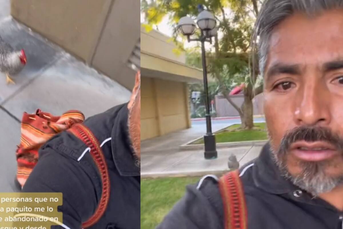 Este hombre causa sensación con su mascota: un gallo que saca a pasear hasta al centro comercial