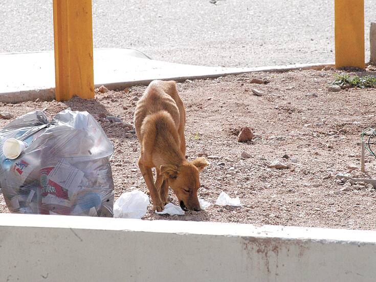 Incrementan mordeduras de perros en Nogales; aplicarán la Ley de Protección Animal
