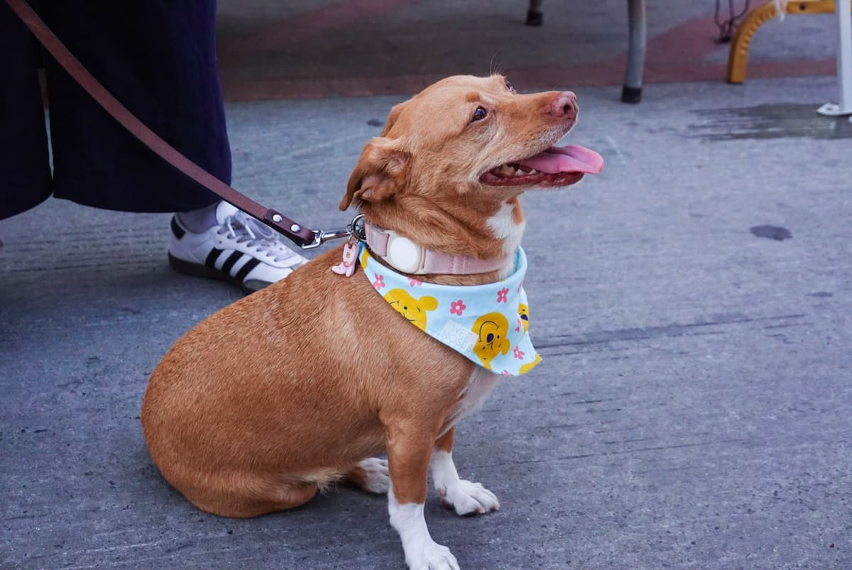 Asociaciones protectoras de animales invitan a la ciudadanía a convertirse en hogares temporales para perros rescatados, ante la limitada capacidad de los refugios en Tijuana.
Fotos: Border Zoom.