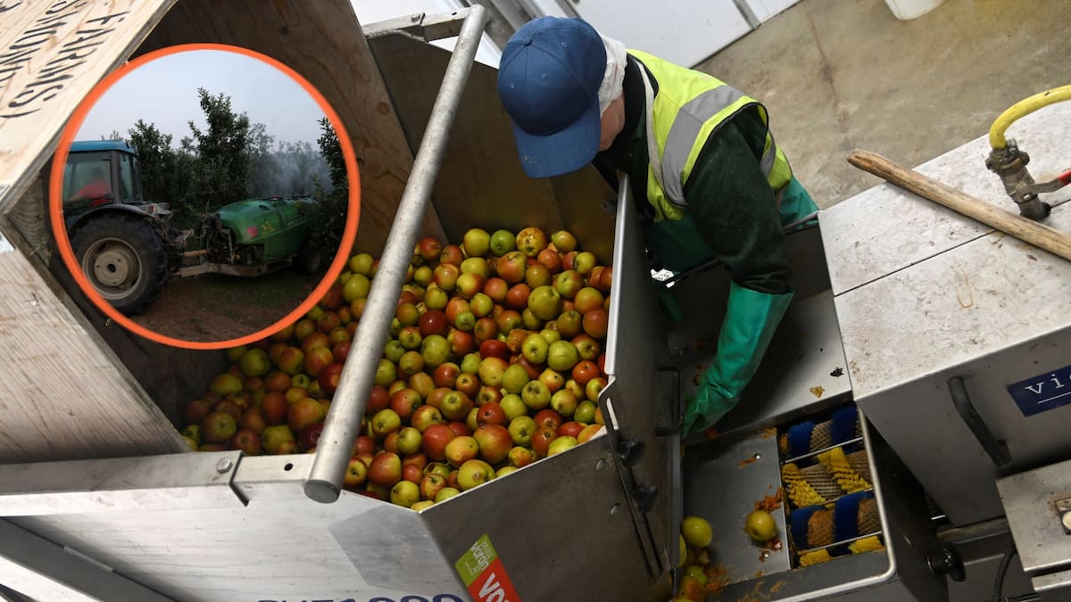 La mayoría de las manzanas que consumimos contienen residuos de múltiples pesticidas, y algunas presentan hasta siete químicos diferentes, lo que podría aumentar los riesgos combinados para la salud de quienes las comen diariamente