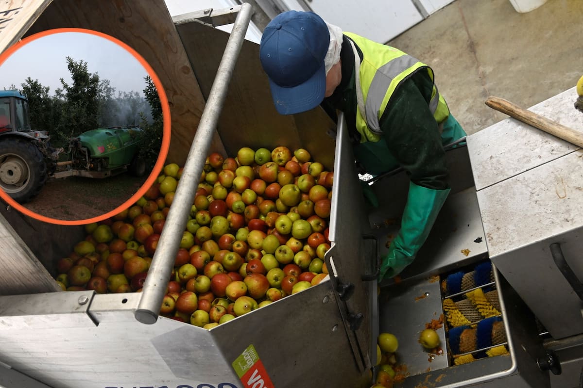 La mayoría de las manzanas que consumimos contienen residuos de múltiples pesticidas, y algunas presentan hasta siete químicos diferentes, lo que podría aumentar los riesgos combinados para la salud de quienes las comen diariamente