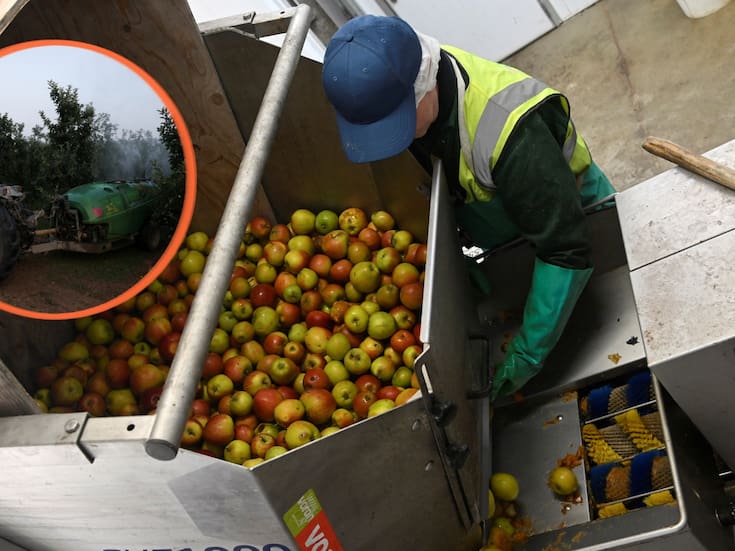 La mayoría de las manzanas que consumimos contienen residuos de múltiples pesticidas, y algunas presentan hasta siete químicos diferentes, lo que podría aumentar los riesgos combinados para la salud de quienes las comen diariamente