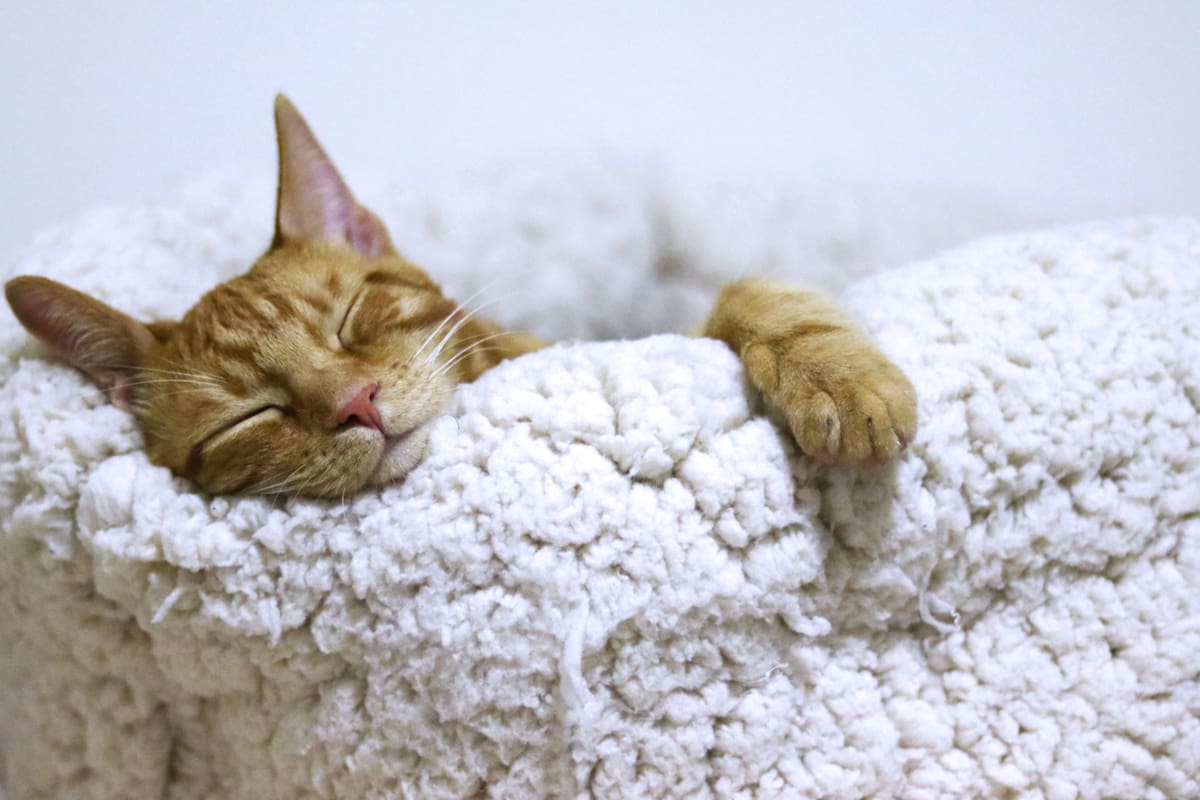 Esta es la hora ideal para dormir una siesta, según los expertos