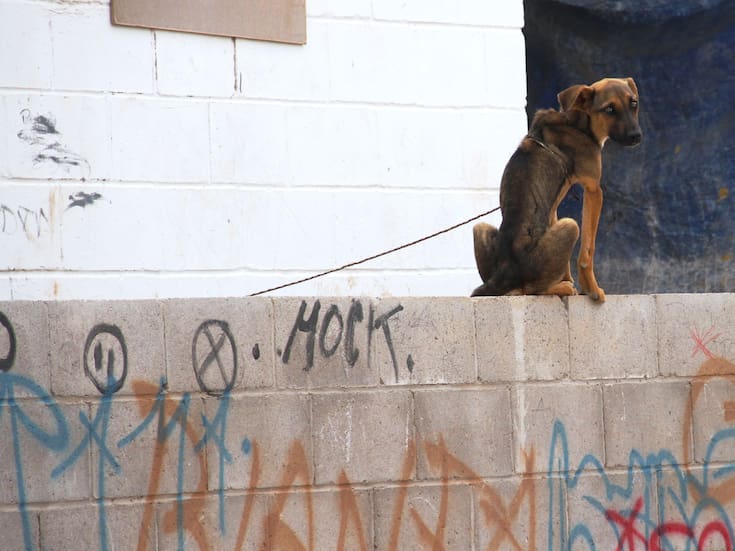 Es el abandono principal reporte de maltrato animal en Hermosillo: se reciben hasta 22 reportes mensuales