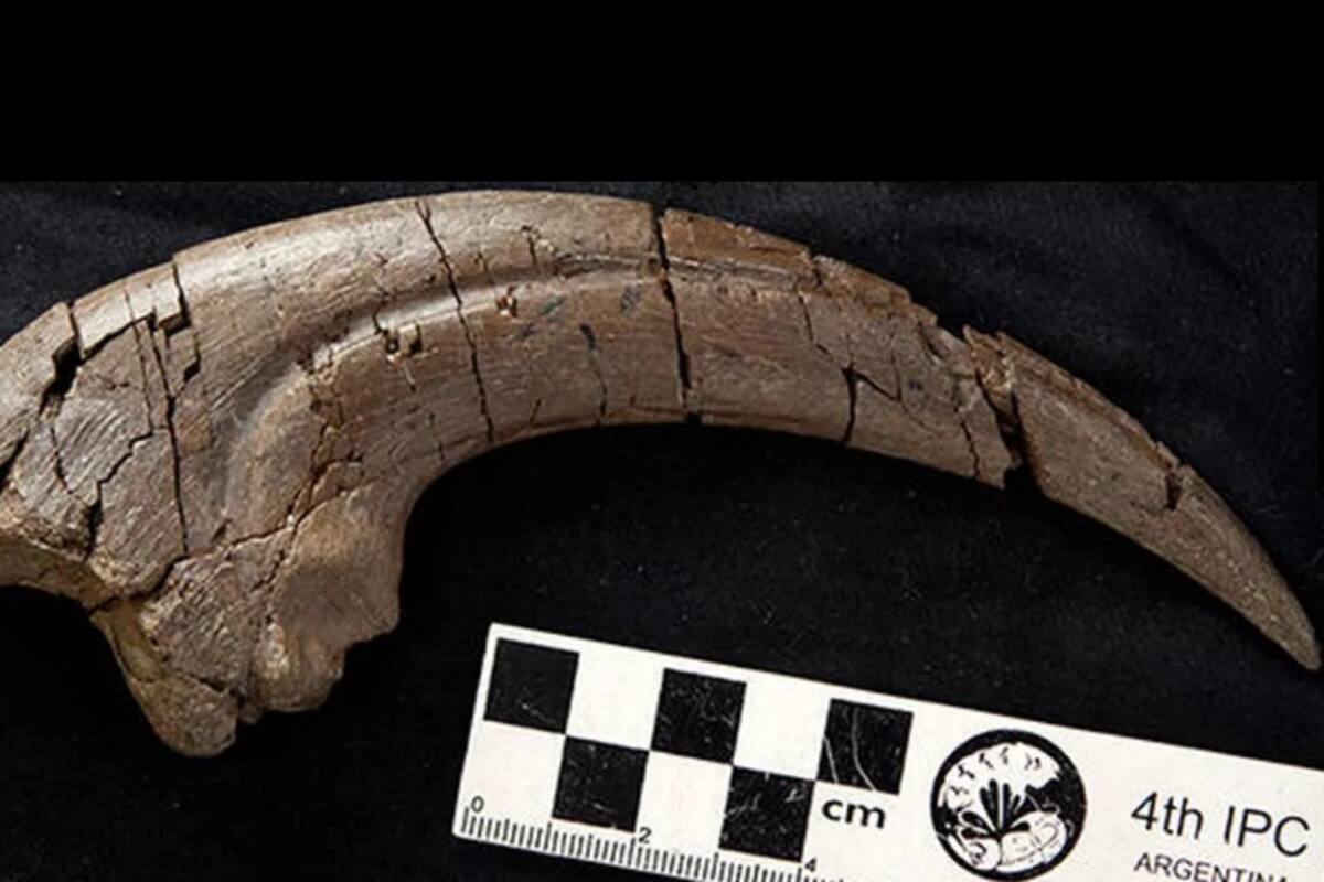Encuentran garra de un dinosaurio de hace más de 110 millones de años