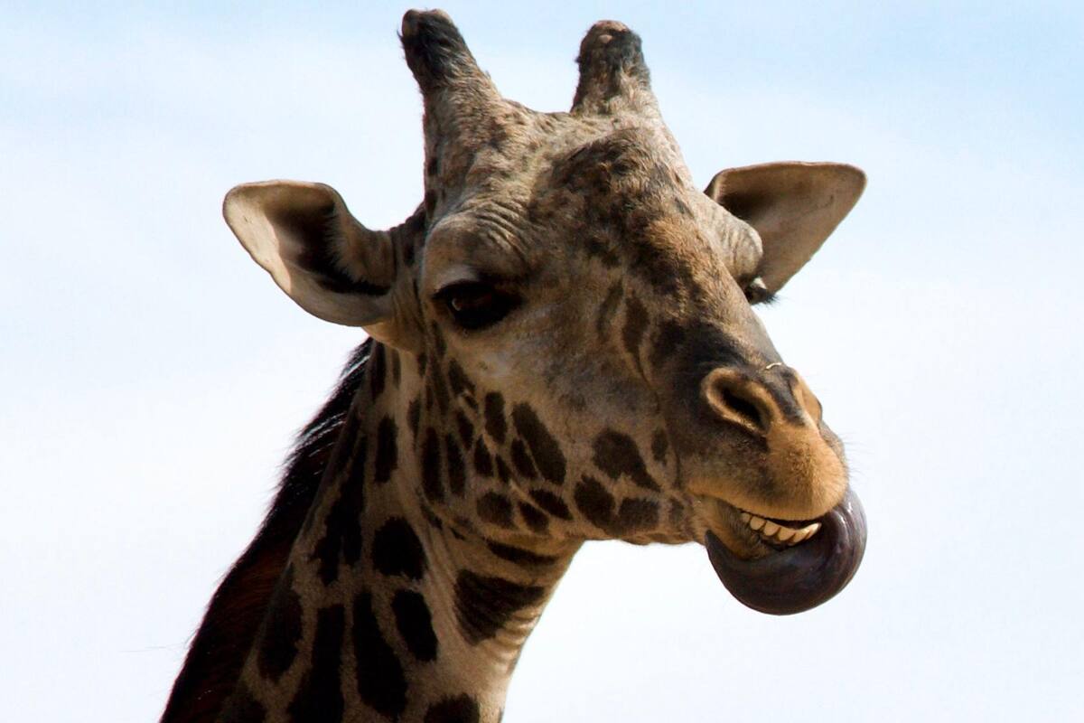 Un 'spring break' salvaje en el zoológico