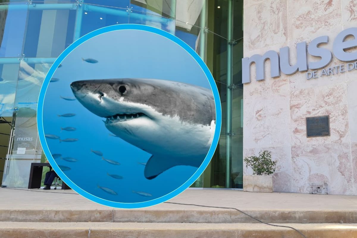 Exposición Tiburones en Hermosillo: cuánto cuesta, cuándo es gratis y qué puedes ver en MUSAS
