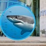 Exposición Tiburones en Hermosillo: cuánto cuesta, cuándo es gratis y qué puedes ver en MUSAS