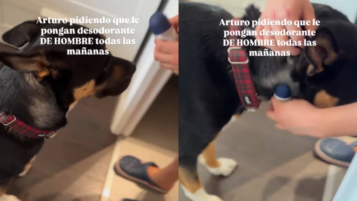“Se llama Arturo y Nivea le contestó.”: Perro pide que sus dueños le pongan desodorante y su ternura conquista a todos