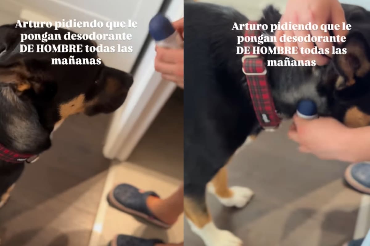 “Se llama Arturo y Nivea le contestó.”: Perro pide que sus dueños le pongan desodorante y su ternura conquista a todos