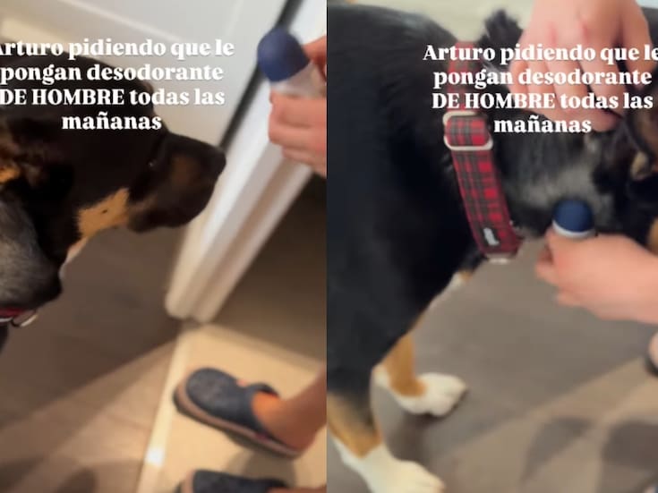 “Se llama Arturo y Nivea le contestó.”: Perro pide que sus dueños le pongan desodorante y su ternura conquista a todos