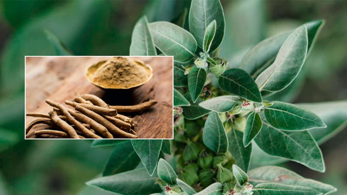 La ashwagandha, la planta milenaria que ahora triunfa en internet como remedio para el estrés. Foto: dieteticacentral.com y Infobae México.