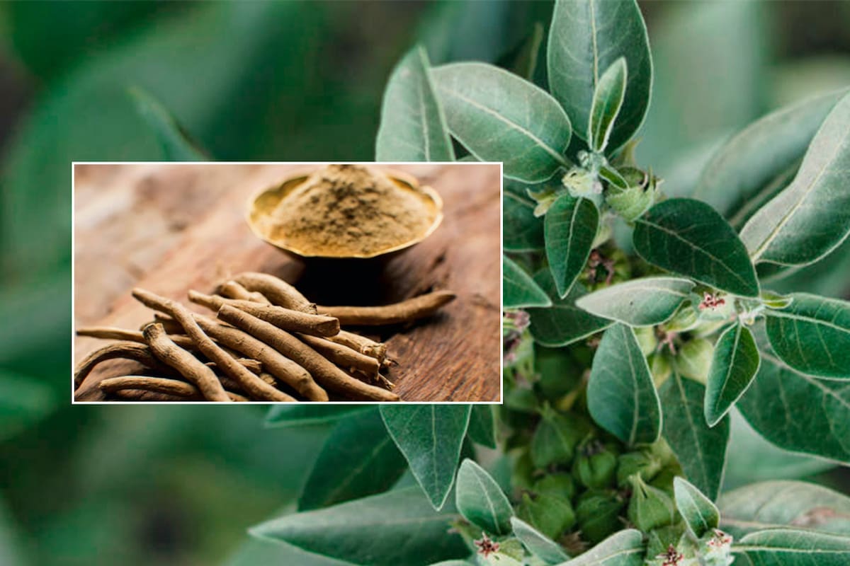Ashwagandha: la planta milenaria que TikTok viralizó como remedio contra el estrés y la ansiedad