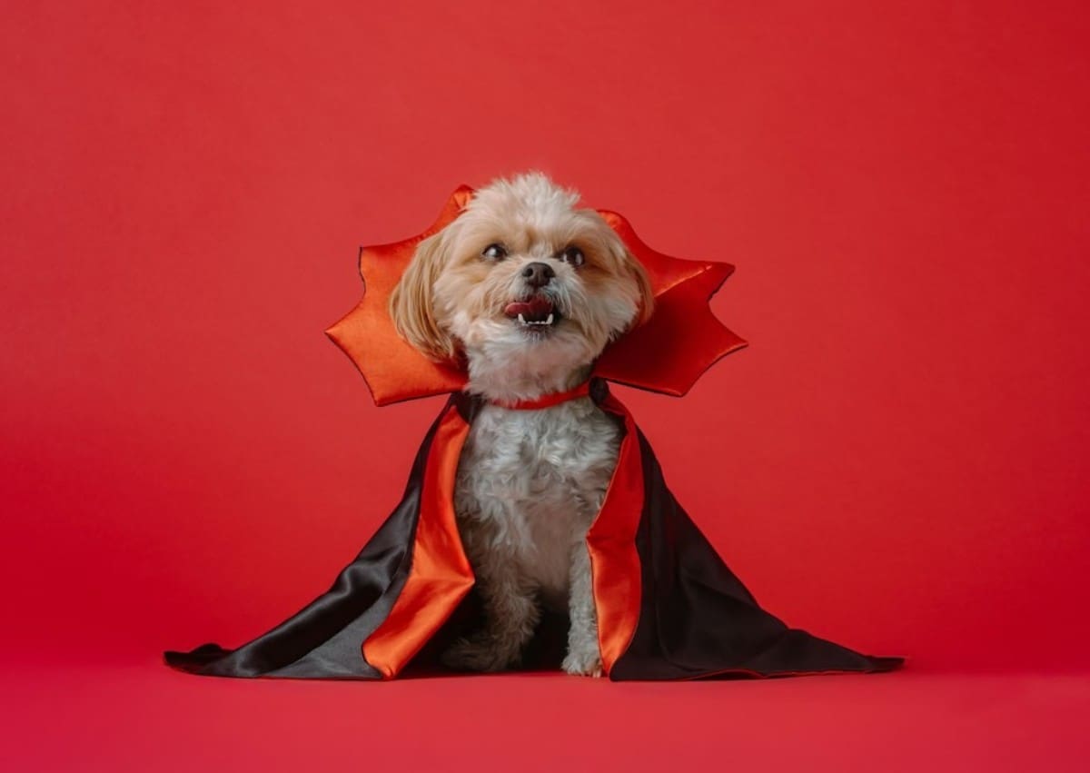 Crédito: Unsplash
