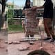 Jóvenes construyen maqueta de un puente con palillos y demuestran su resistencia colocándole ladrillos, volviéndose virales en redes sociales