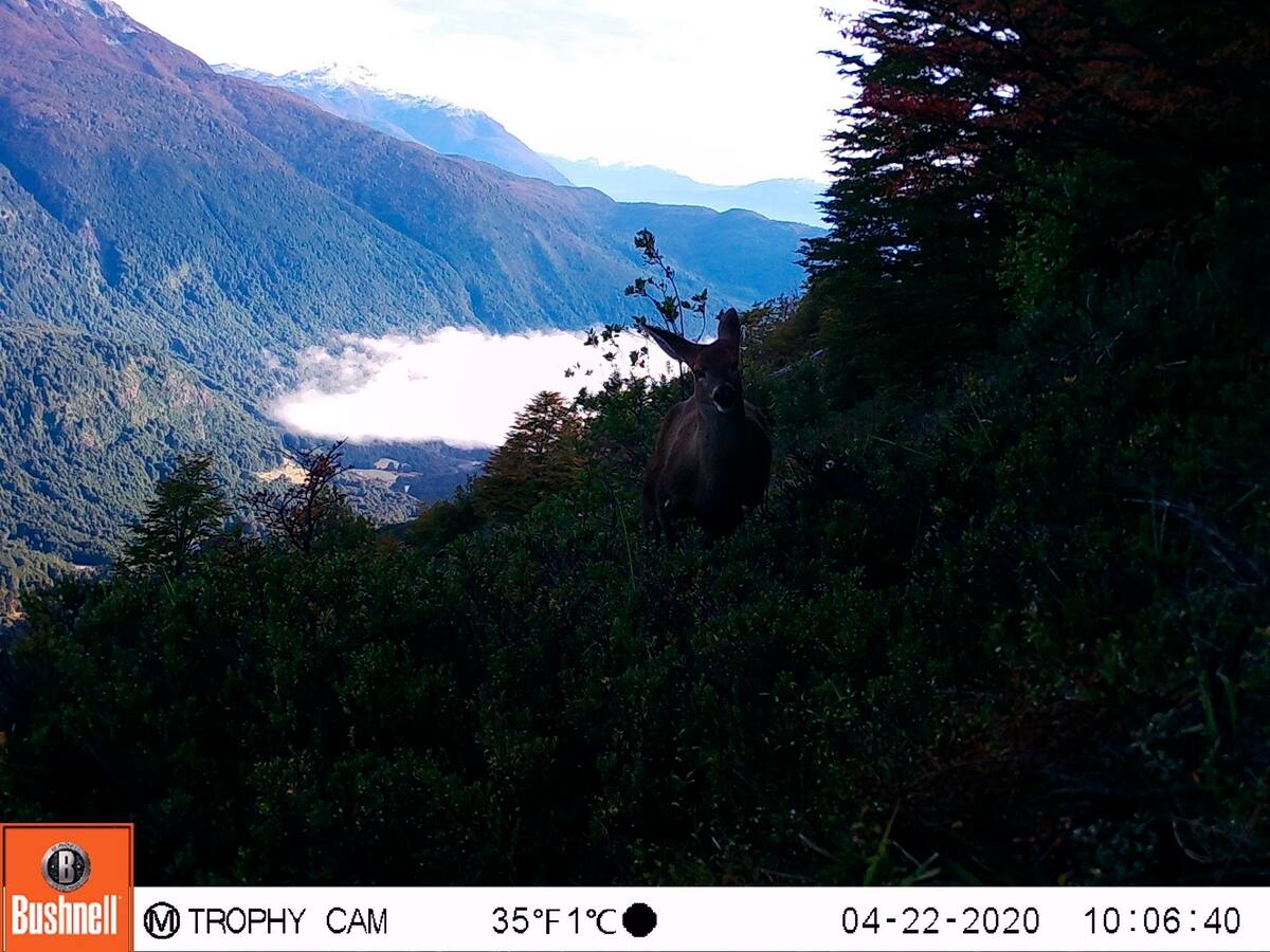 Fotografía cedida por Tompkins Conservation que muestra un huemul, un ciervo andino en peligro de extinción, mientras es captado por una cámara trampa situada cerca del río Puelo, en la cordillera andina de la región de los Lagos, zona perteneciente a la Patagonia (Chile), el pasado 27 de febrero de 2020. Una investigación científica logró obtener nuevas imágenes de huemules -ciervos andinos que están en peligro de extinción- en el norte de la Patagonia chilena, tras las obtenidas en 2019 que confirmaron la presencia de esta especie en ese lugar. EFE/ Tompkins Conservation