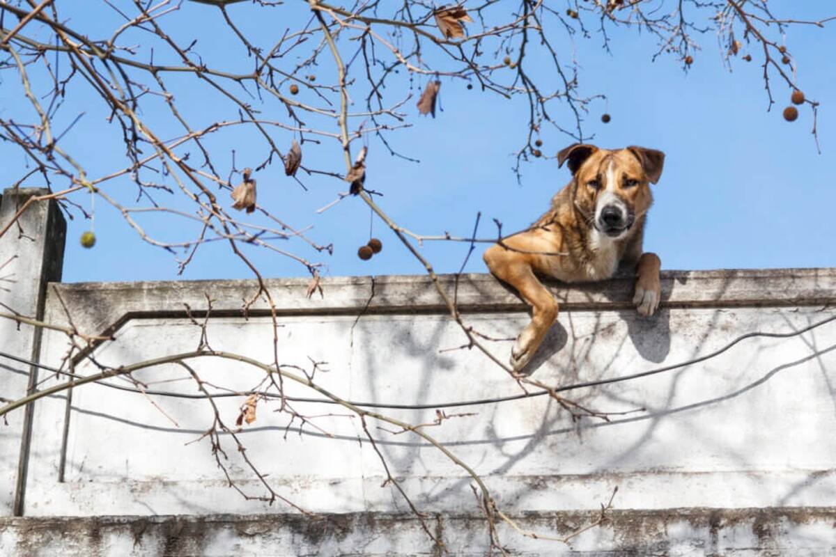 Sancionarán a quienes dejen mascotas a la intemperie en esta temporada de frío