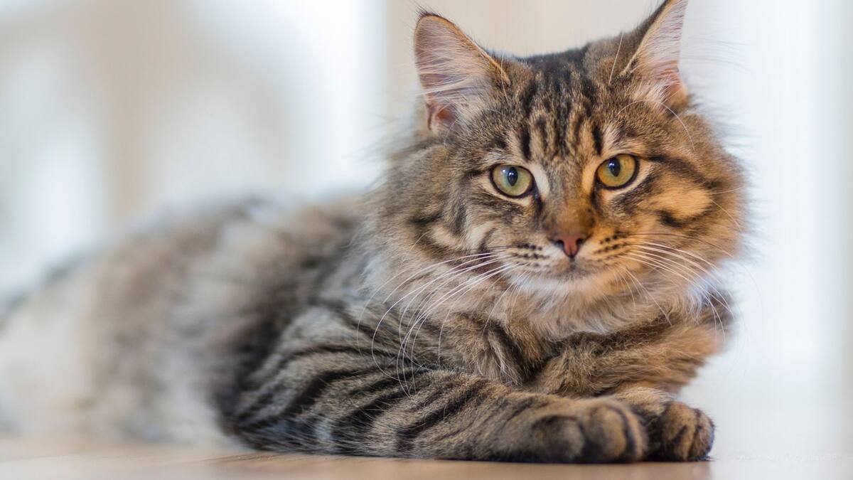 El comportamiento de los gatos al recibir a sus dueños varía considerablemente.