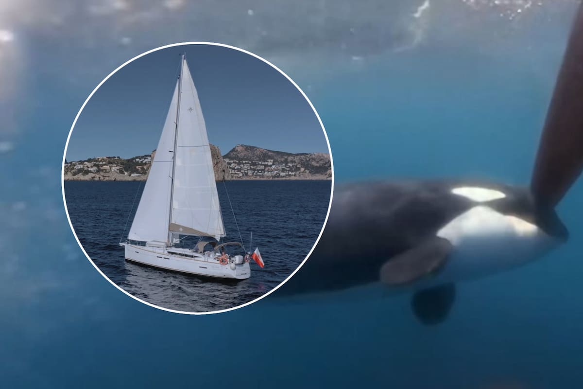 Orcas vuelven a hundir embarcación en Gibraltar; ¿A qué se debe?