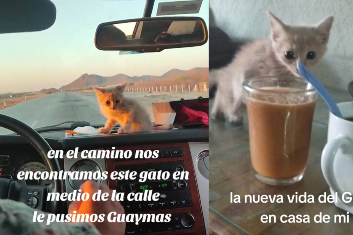 VIRAL | Encuentran a gatito en la carretera Hermosillo - Guaymas y deciden adoptarlo