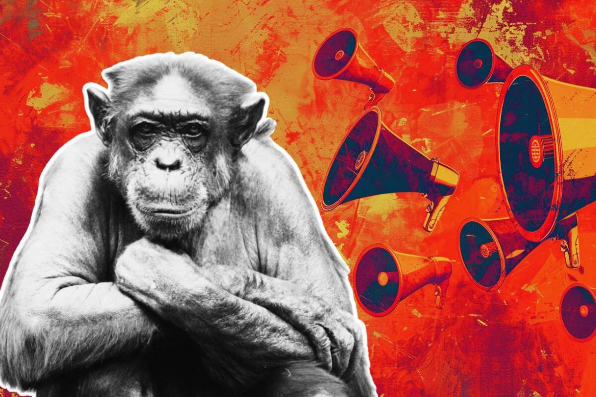 ¿Los chimpancés hablan? Estudio revive debate entre científicos
