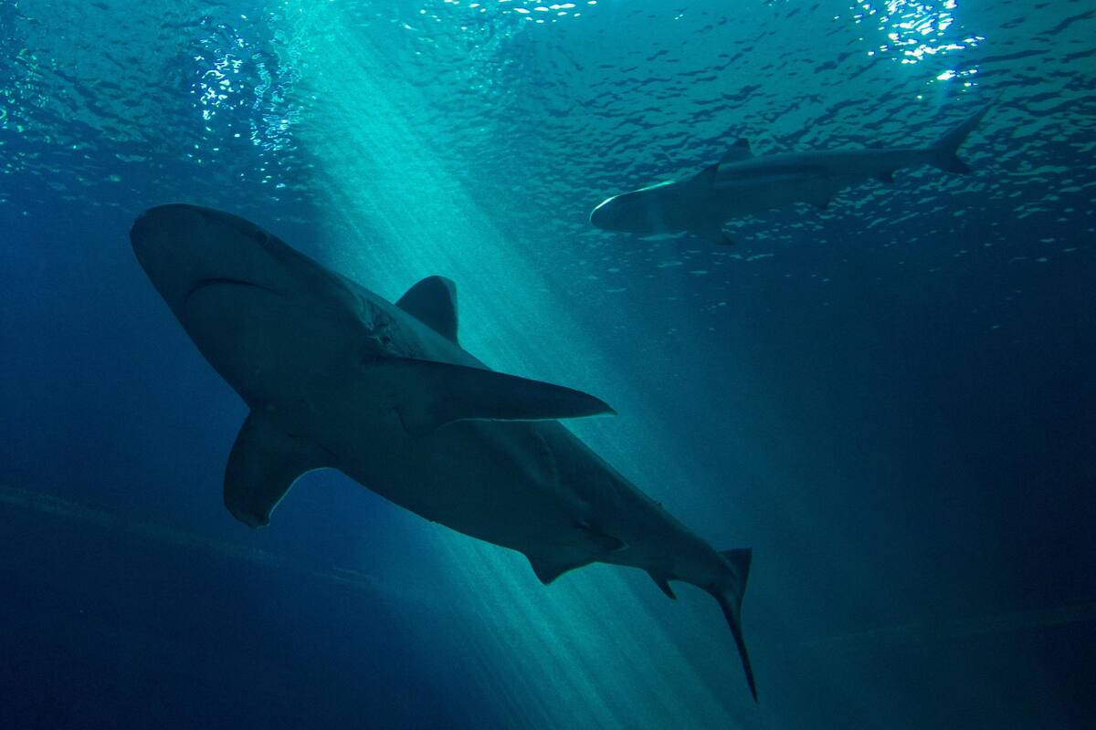 Dos mujeres muertas por ataque de tiburón rojo en el mar rojo