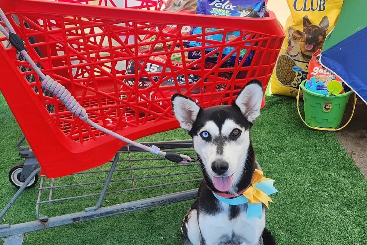 Croquetón navideño busca alimento para rescatistas de Tijuana y Rosarito