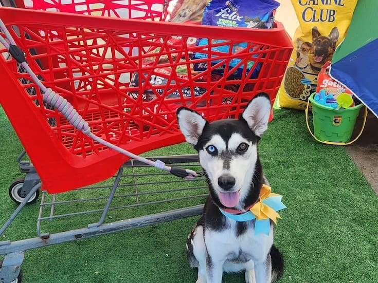 Croquetón navideño busca alimento para rescatistas de Tijuana y Rosarito