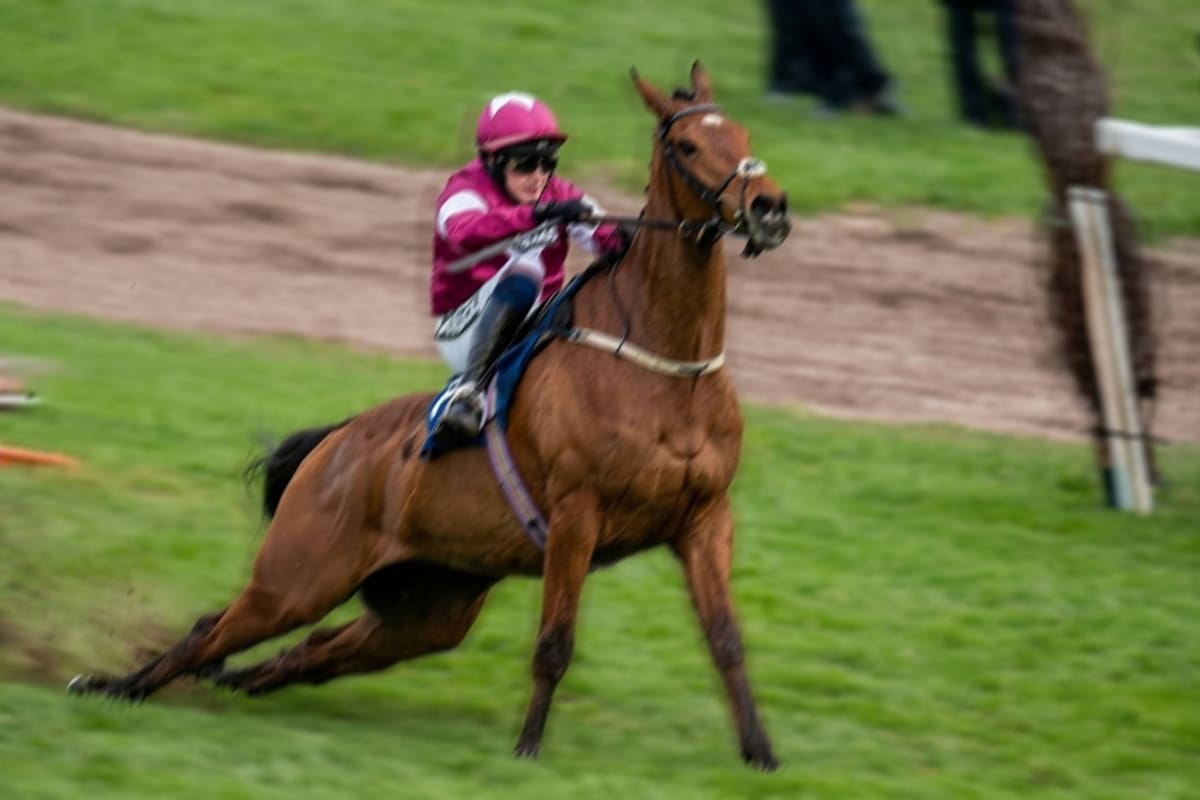 Caballo de 7 años gana carrera en Inglaterra, pero es sacrificado tras sufrir una lesión incurable en el último salto