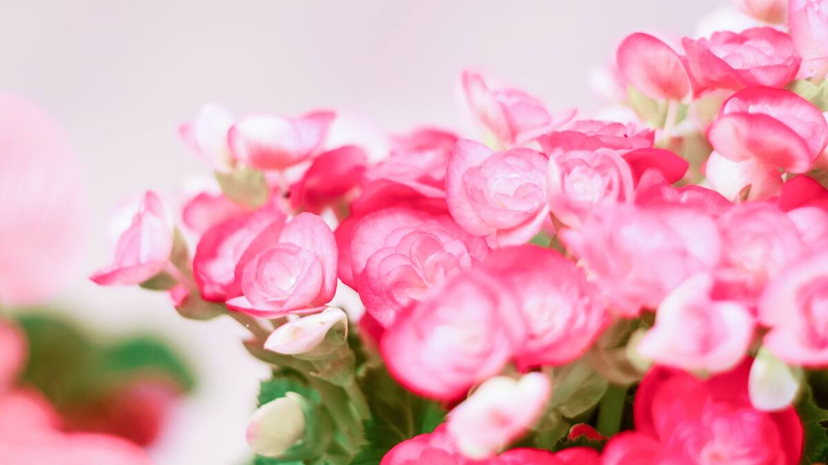 La begonia puede mantenerse en buenas condiciones dentro del baño | Imagen ilustrativa