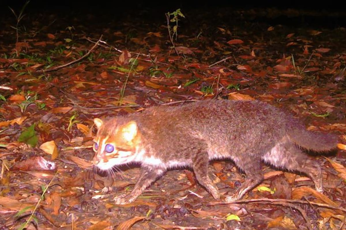 Redescubren en Tailandia a un gato salvaje que se creía extinto desde 1995