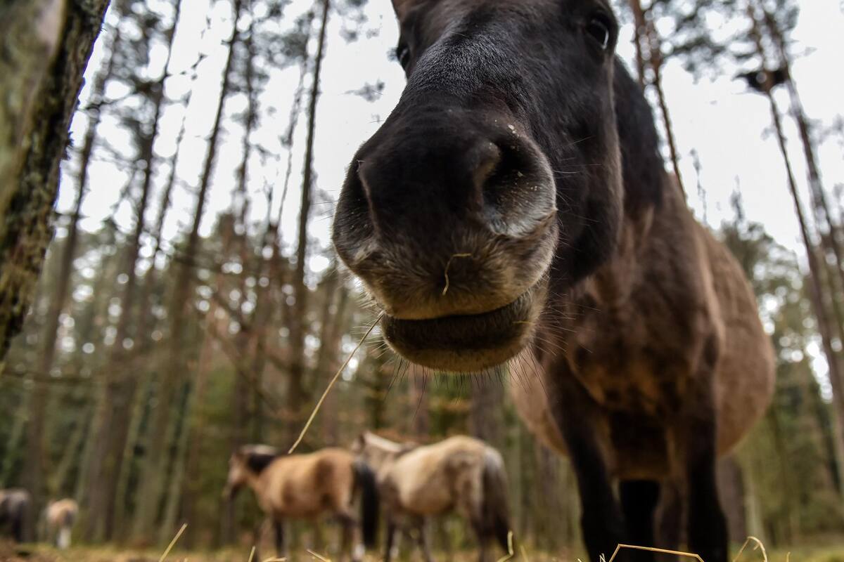 Veterinarios de Sonora, listos para hacer frente a rara enfermedad detectada en caballos