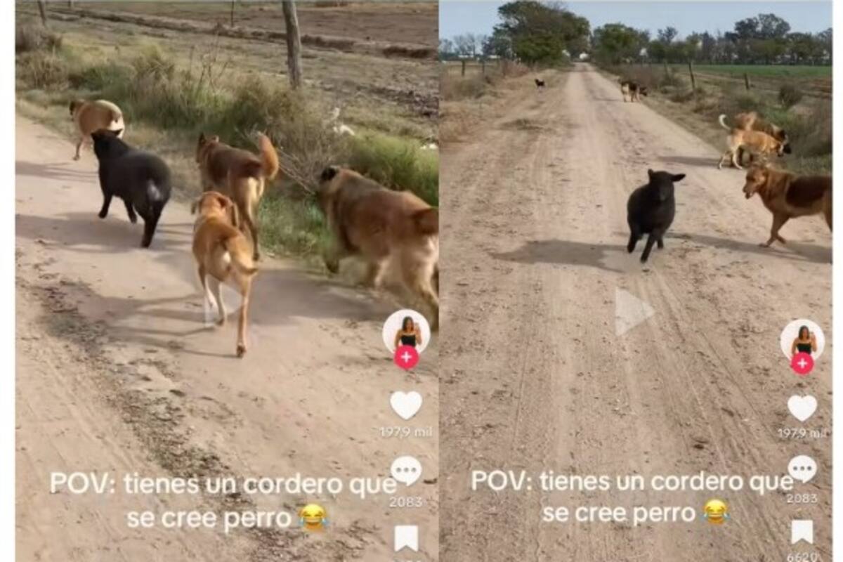 Una oveja que se cree perro se vuelve viral en las redes