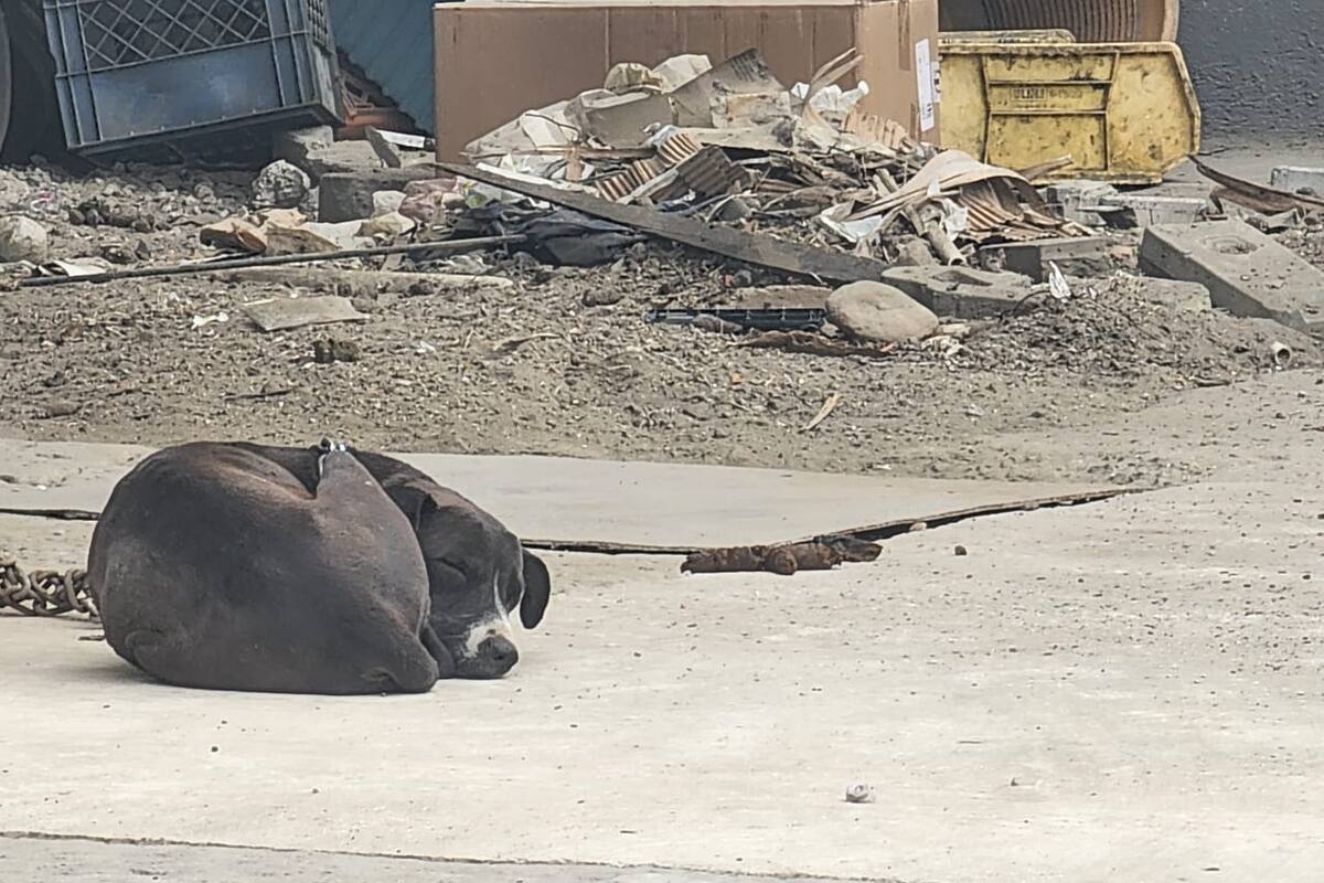 Rescatan a 3 animales maltratados