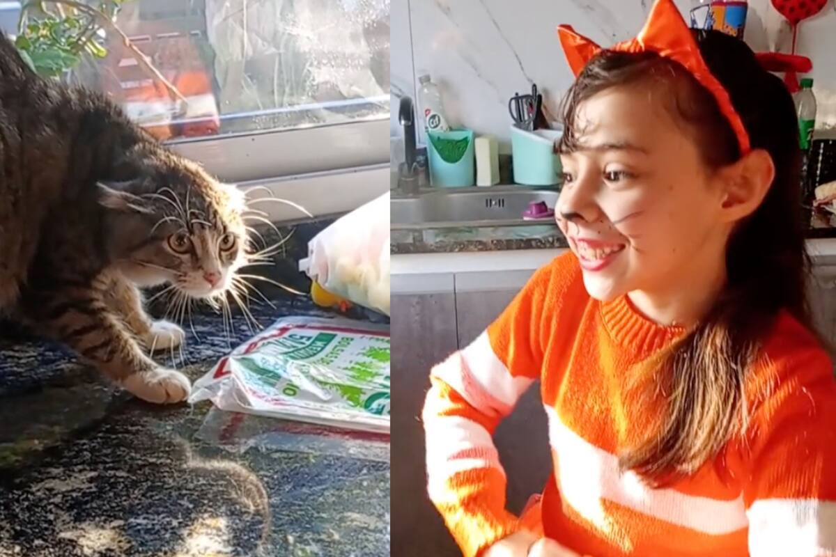 Niña se disfraza de gato y la reacción inesperada de su mascota arrasa en TikTok