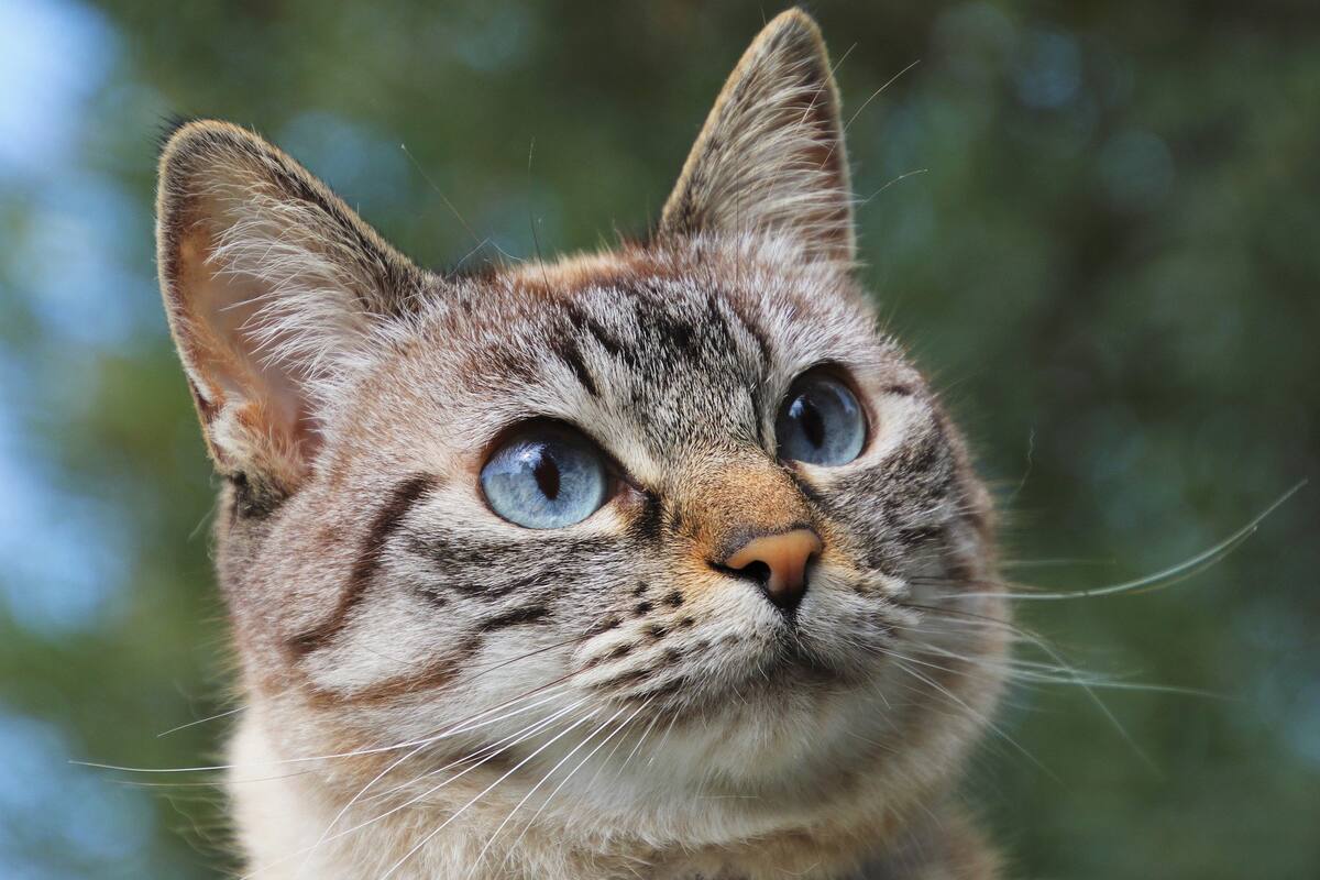 Salvan a un gato de fatal caída durante partido de fútbol Americano
