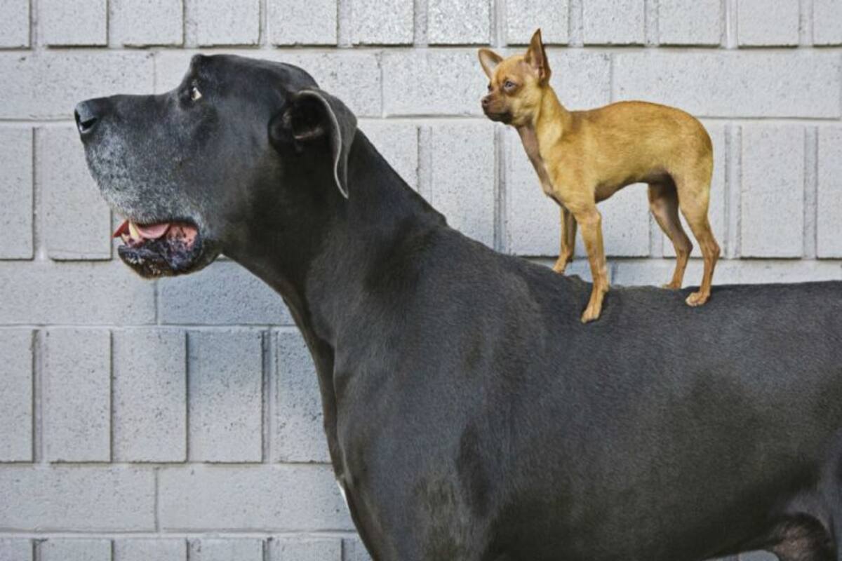 Claves para cuidar a nuestros perros en tiempos del coronavirus