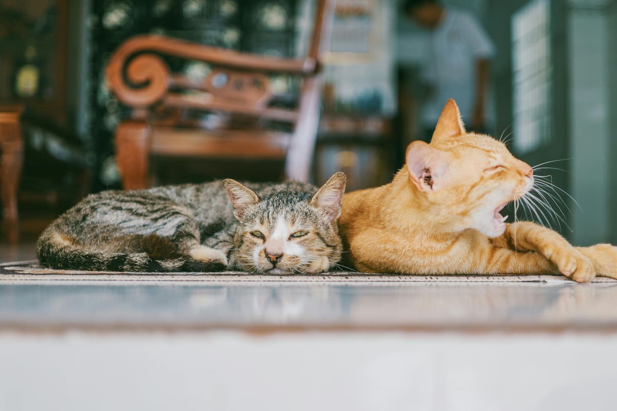 Profeco revela las 3 mejores croquetas para gatos, ¡y Whiskas no está en la lista!