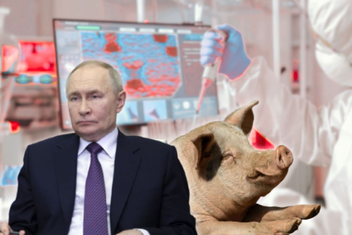 El gobierno de Vladimir Putin invierte 26 mil millones de dólares en tecnologías de congelación extrema y cultivo de órganos en cerdos para frenar el envejecimiento celular en Rusia rumbo al año 2030