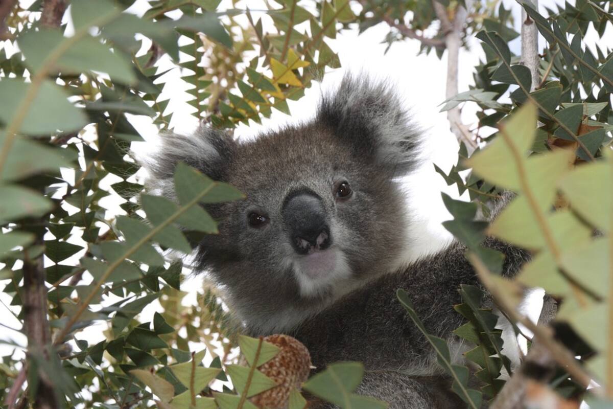 Koala Australia Animal Wildlife Marsupial Cute